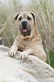 CANE CORSO 574